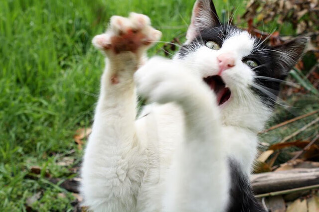 钢铁之师踏破冰封海岸！德罗赞末节灵魂燃烧，公牛横扫快船启示录