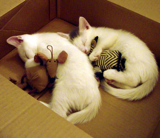 镜面双生，阿根廷的绝杀夜与C罗的孤勇诗