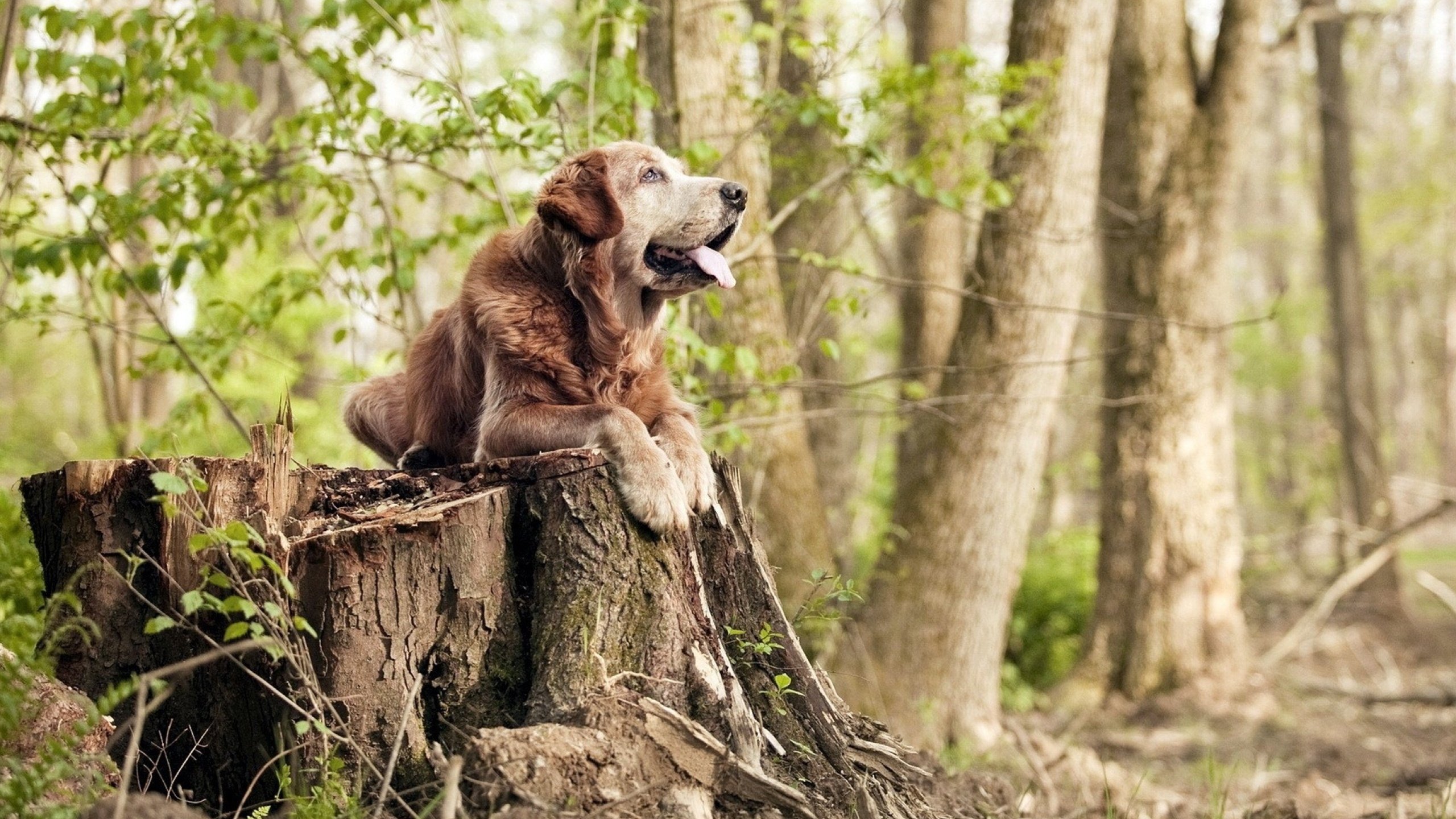 玛雅奇迹与玉米饼哲学，托尼如何用羽蛇神的节奏带走马德里竞技