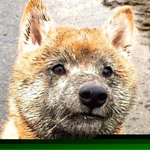 高悬于东决夜空的盾与矛，巴斯托尼统治级表现铸就传奇之夜