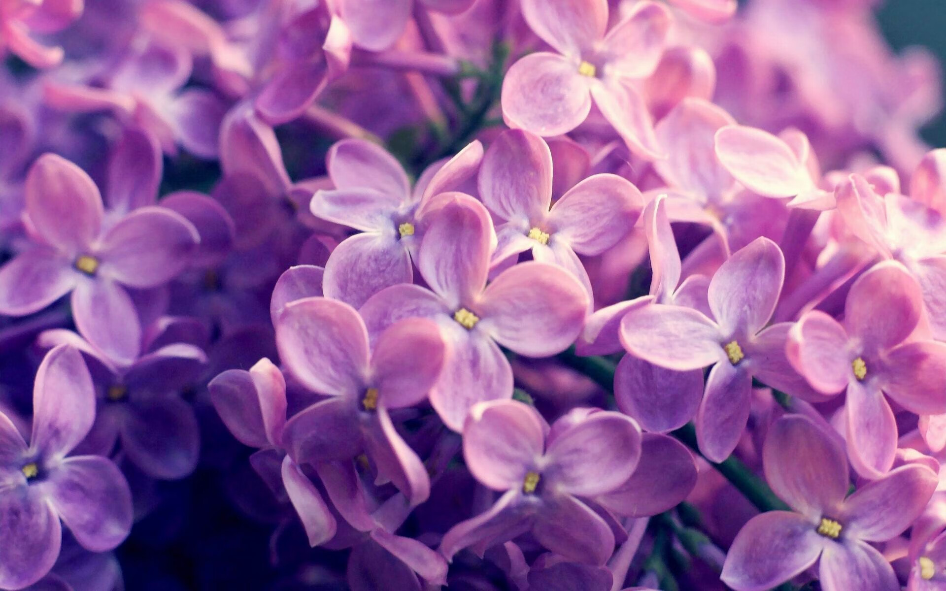 绿洲风暴席卷白云之乡，若日尼奥一锤定音，阿尔及利亚力克新西兰