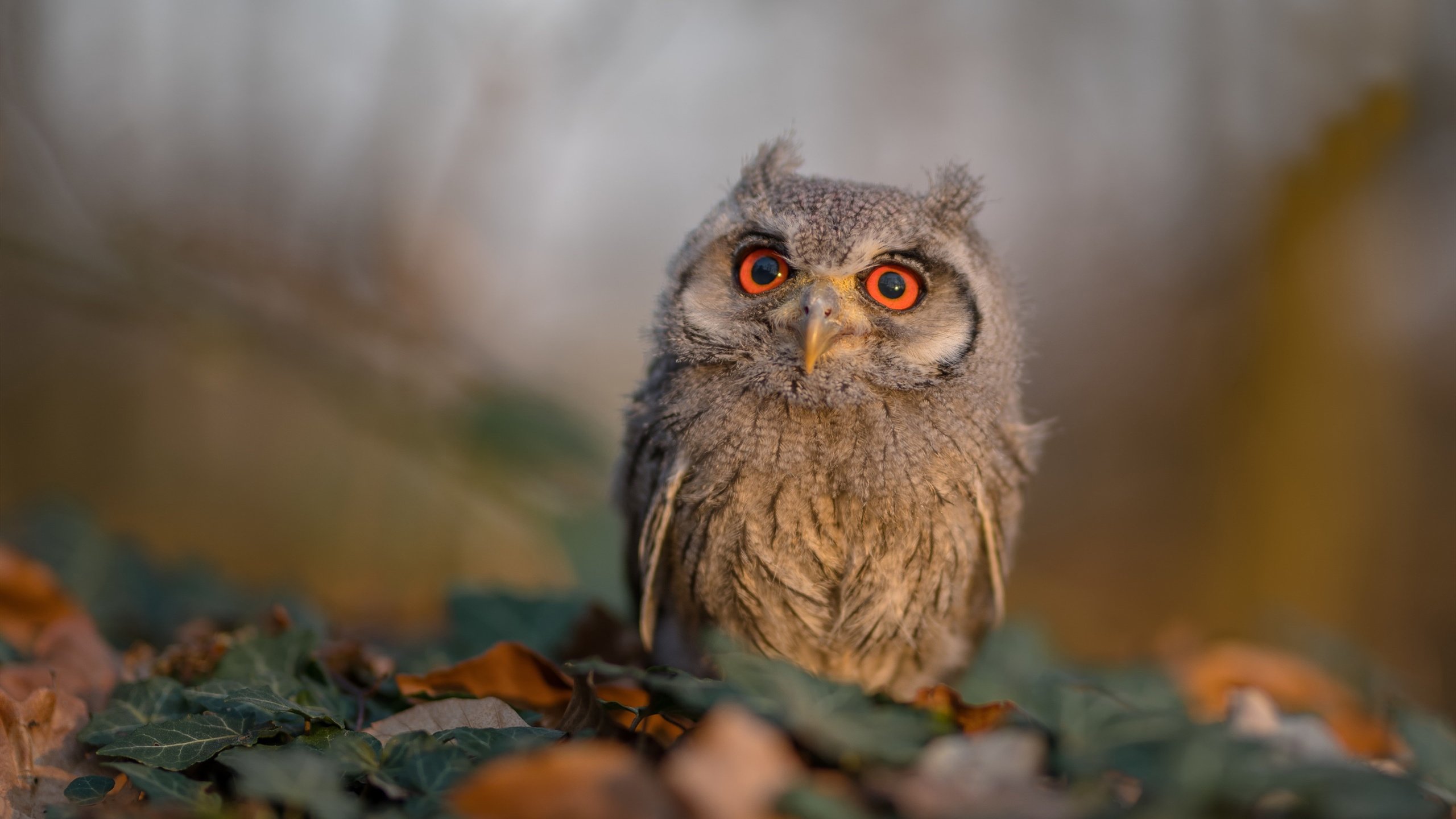 冰冷预言与血火逆袭，当巴西舞步在迪亚斯的叹息中戛然而止