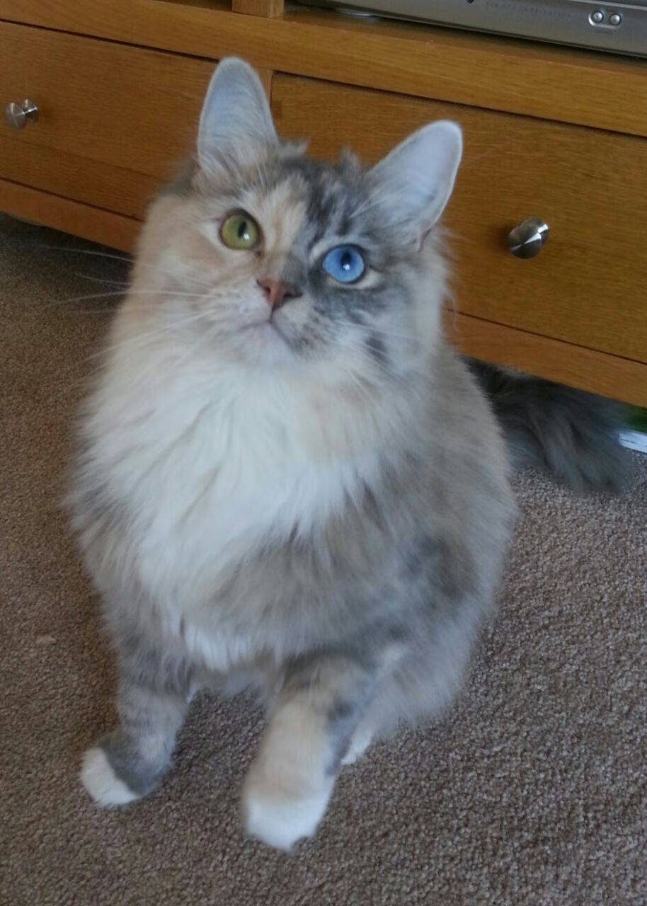 双重奏，当哈兰德与阿尔及利亚一同鸣响进攻的号角