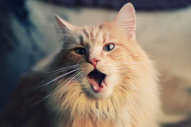 战术棋局与孤胆英雄，马刺体系如何压制勇士，班凯罗致命时刻挺身而出