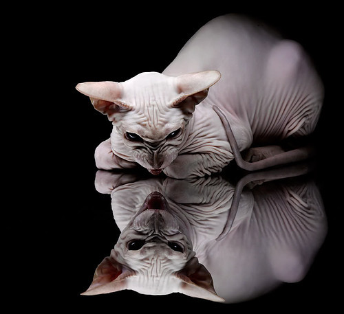 冰上史诗，阿什拉夫生涯之夜点燃爱尔兰对阵加拿大的绿茵奇迹