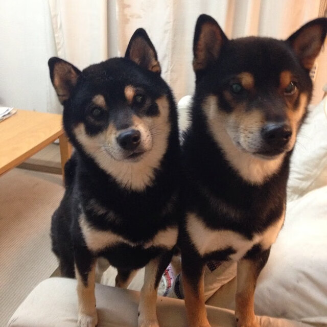 切特38分打穿北京防线！临时加盟热火，他竟成海外赛关键先生