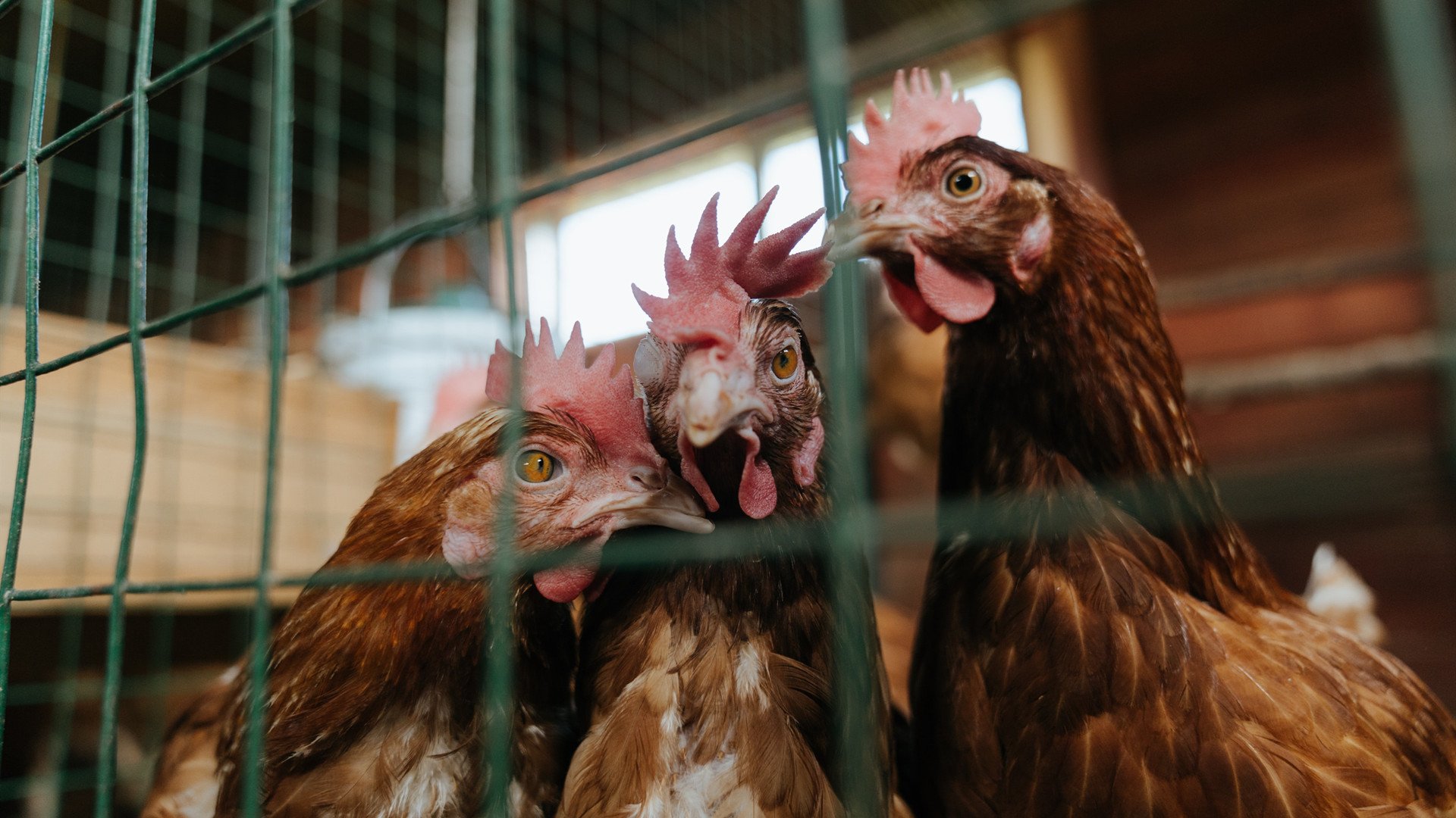 稳稳拿下的艺术，当新疆队用马刺的方式，让约基奇成了无解的谜题