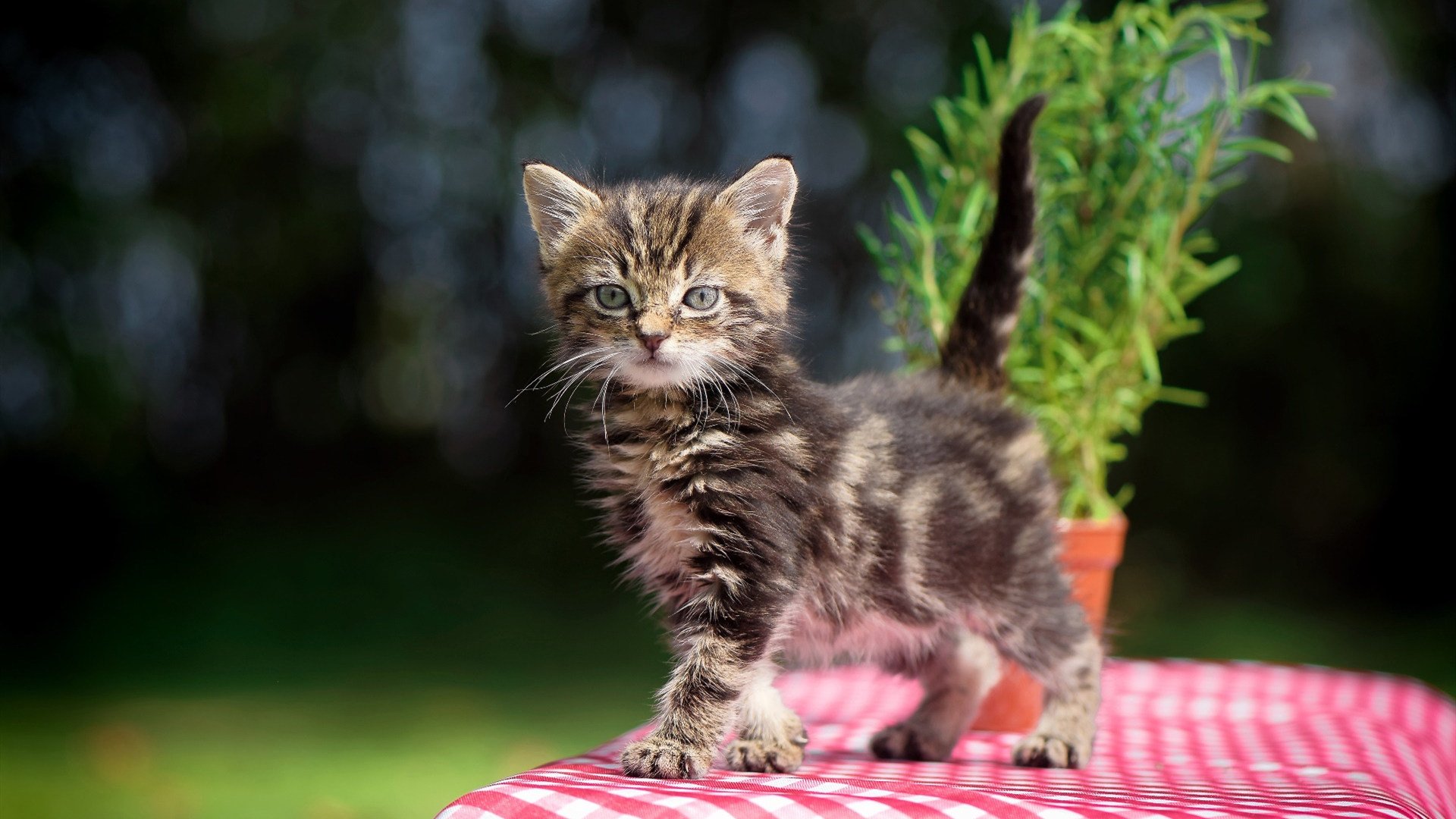 NBA季后赛之夜，凯塞多的救赎与金色光束
