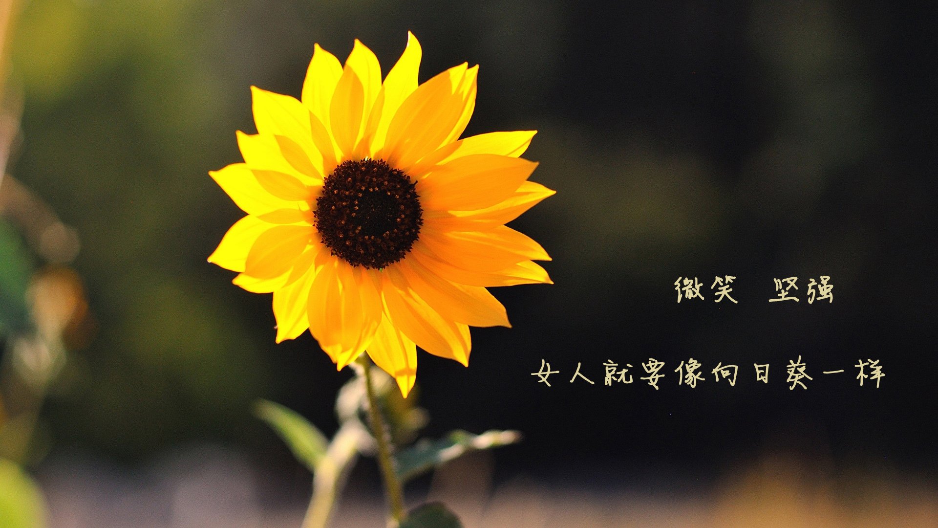 爱游戏官方入口-烽火南美，2026世界杯八分之一决战，智利绝境重生，莱万孤星闪耀改写宿命